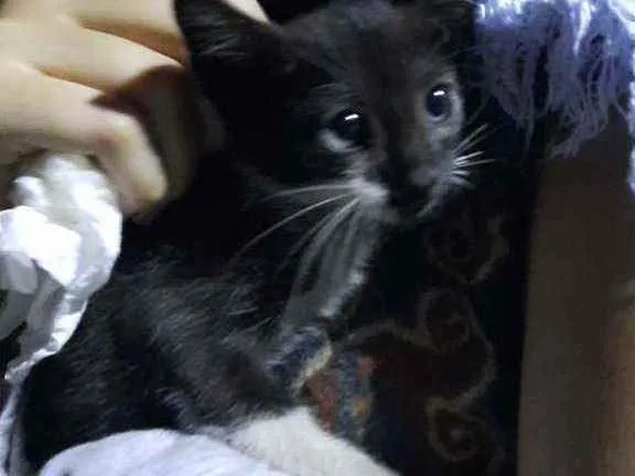 Gato ra a  idade Abaixo de 2 meses nome Gelatina