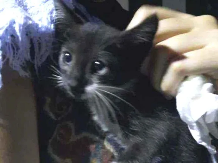 Gato ra a  idade Abaixo de 2 meses nome Gelatina