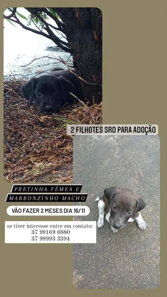 Cachorro ra a SRD idade 2 a 6 meses nome Dálmata