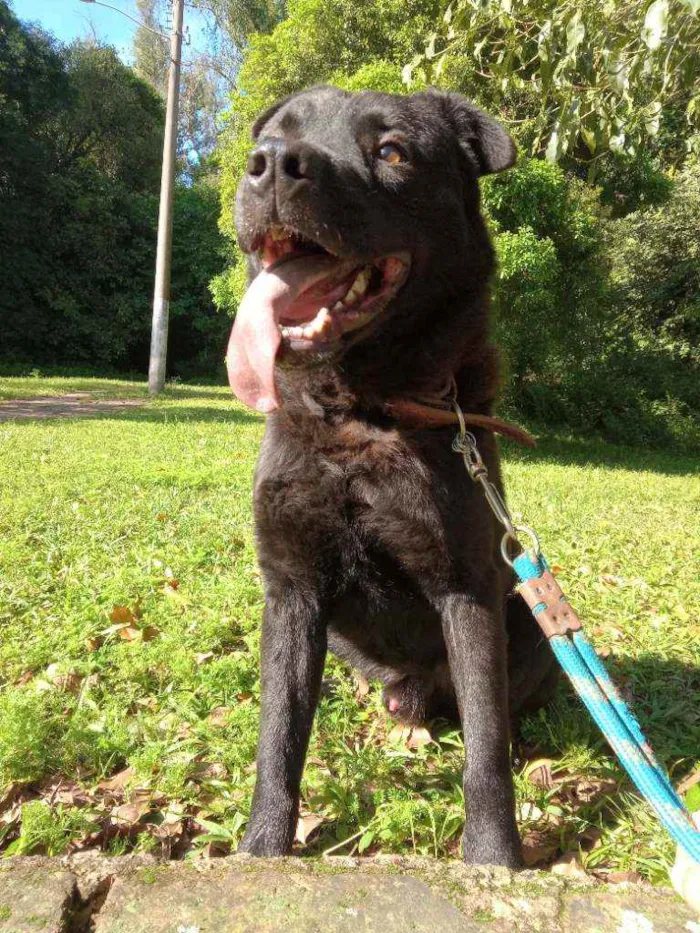 Cachorro ra a Rnd idade 3 anos nome Lobo