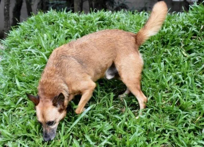 Cachorro ra a SRD-ViraLata idade 6 ou mais anos nome CHIRO