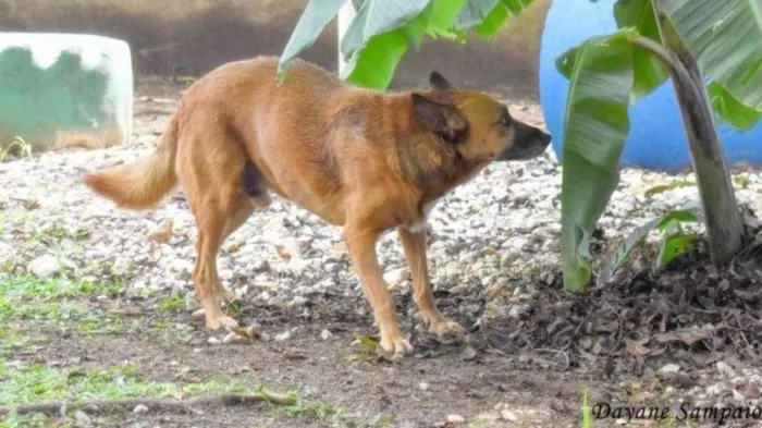 Cachorro ra a SRD-ViraLata idade 6 ou mais anos nome CHIRO