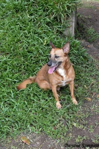 Cachorro ra a SRD-ViraLata idade 6 ou mais anos nome CHIRO