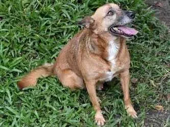 Cachorro ra a SRD-ViraLata idade 6 ou mais anos nome CHIRO