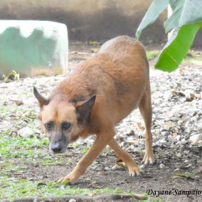 Cachorro ra a SRD-ViraLata idade 6 ou mais anos nome CHIRO