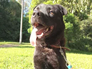 Cachorro raça Rnd idade 3 anos nome Lobo