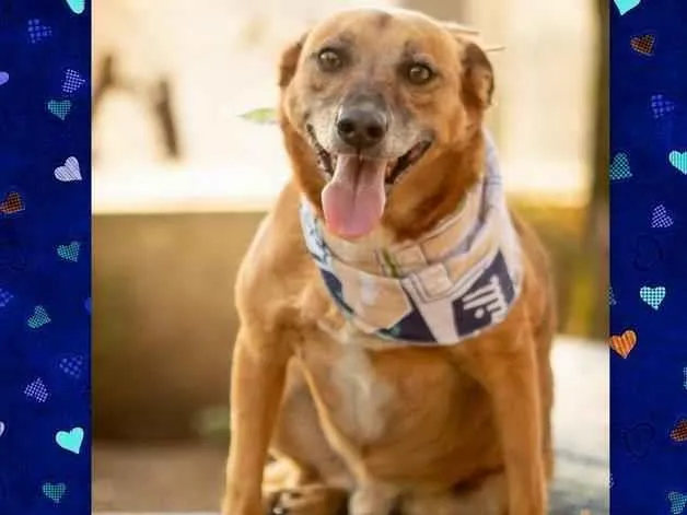 Cachorro ra a SRD-ViraLata idade 6 ou mais anos nome CHIRO