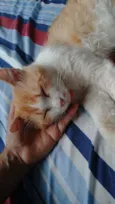Klaus