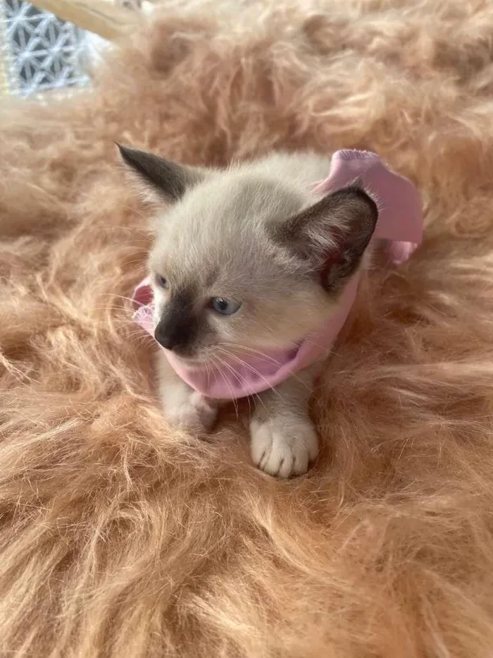 Gato ra a Siamês idade 2 a 6 meses nome Duda