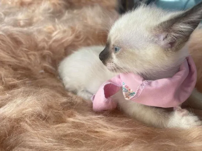 Gato ra a Siamês idade 2 a 6 meses nome Duda