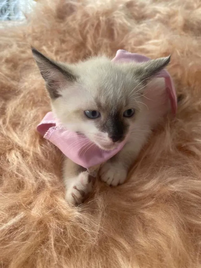 Gato ra a Siamês idade 2 a 6 meses nome Duda