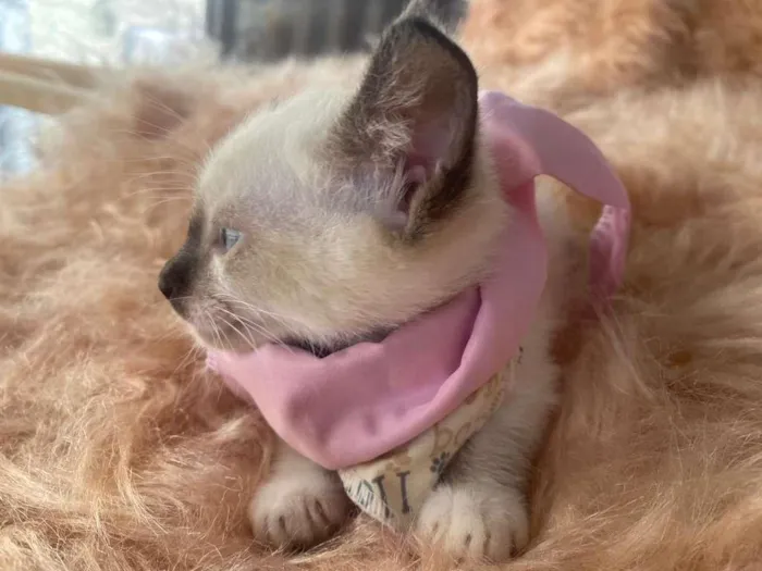Gato ra a Siamês idade 2 a 6 meses nome Duda