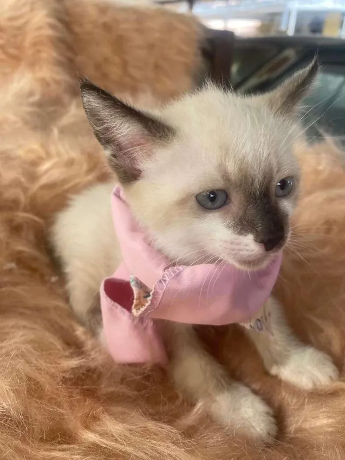 Gato ra a Siamês idade 2 a 6 meses nome Duda