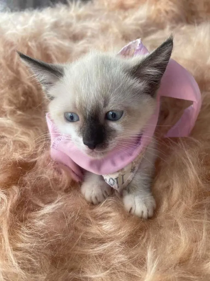 Gato ra a Siamês idade 2 a 6 meses nome Duda