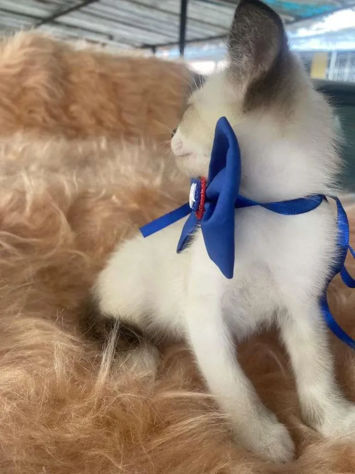 Gato ra a Siamês idade 2 a 6 meses nome Gabriel