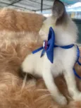 Gabriel
