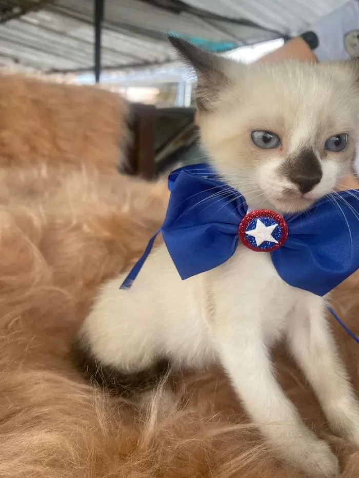 Gato ra a Siamês idade 2 a 6 meses nome Gabriel