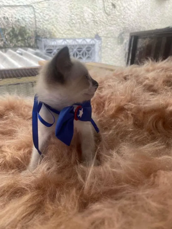 Gato ra a Siamês idade 2 a 6 meses nome Gabriel
