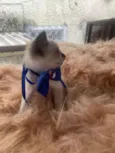 Gabriel