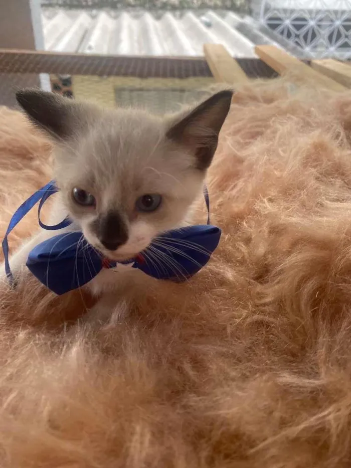 Gato ra a Siamês idade 2 a 6 meses nome Gabriel