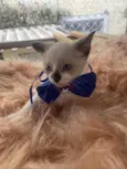 Gabriel