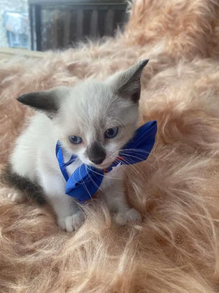 Gato ra a Siamês idade 2 a 6 meses nome Gabriel