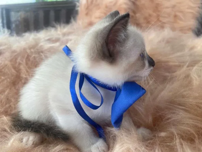 Gato ra a Siamês idade 2 a 6 meses nome Gabriel