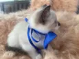 Gabriel