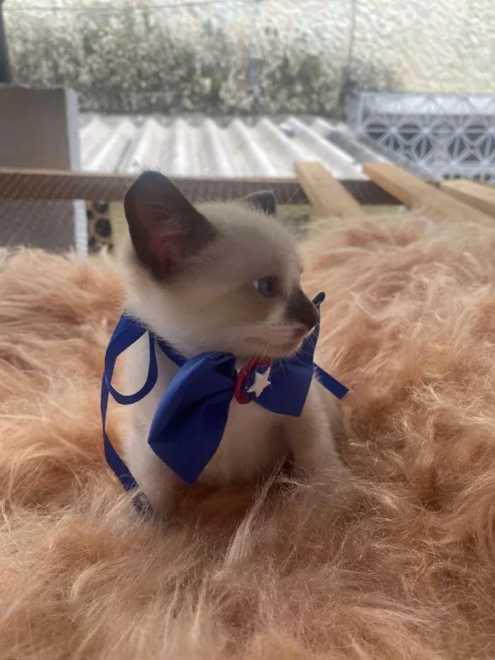 Gato ra a Siamês idade 2 a 6 meses nome Gabriel
