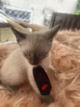 Francisco