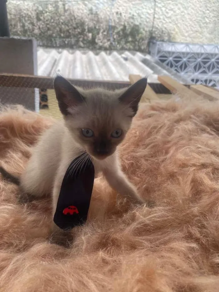 Gato ra a Siamês idade 2 a 6 meses nome Francisco