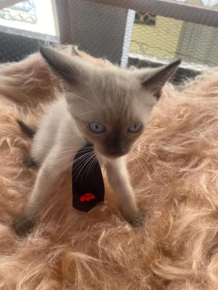 Gato ra a Siamês idade 2 a 6 meses nome Francisco