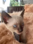 Francisco