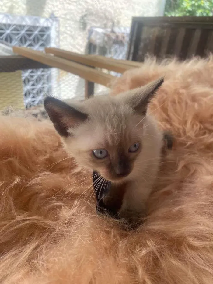 Gato ra a Siamês idade 2 a 6 meses nome Francisco