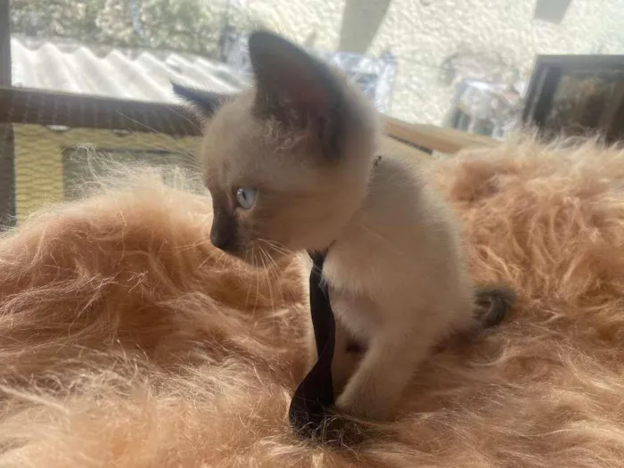 Gato ra a Siamês idade 2 a 6 meses nome Francisco