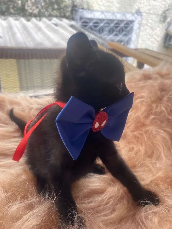 Cachorro ra a Preto idade 2 a 6 meses nome Rafael