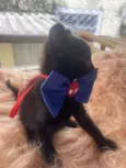 Rafael