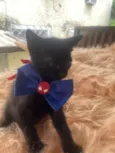 Rafael