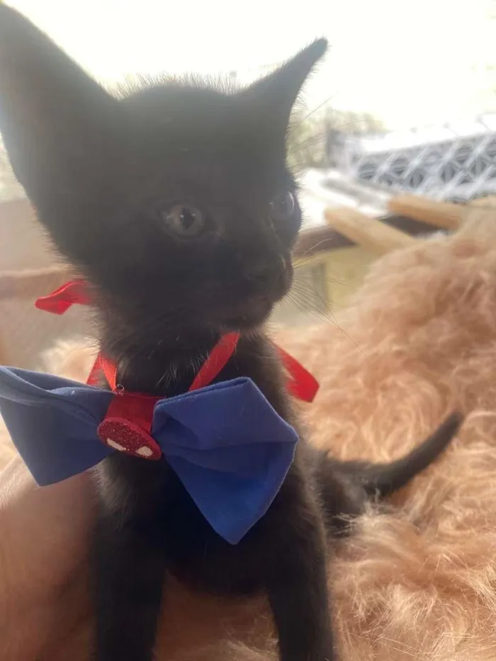 Cachorro ra a Preto idade 2 a 6 meses nome Rafael