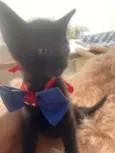 Rafael