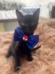 Rafael