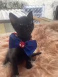 Rafael