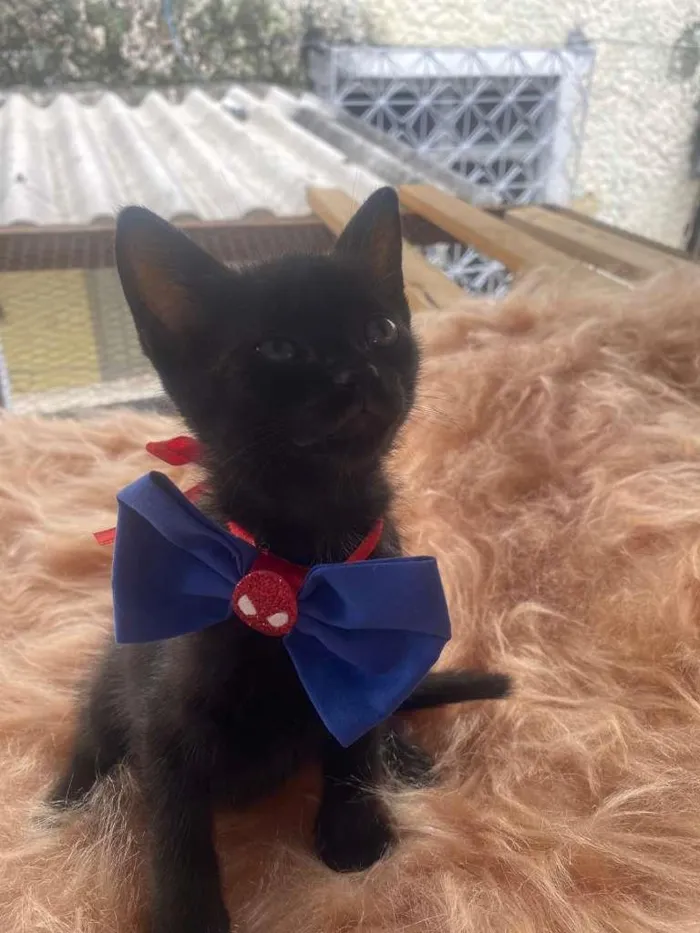 Cachorro ra a Preto idade 2 a 6 meses nome Rafael