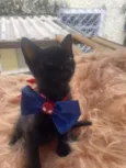 Rafael