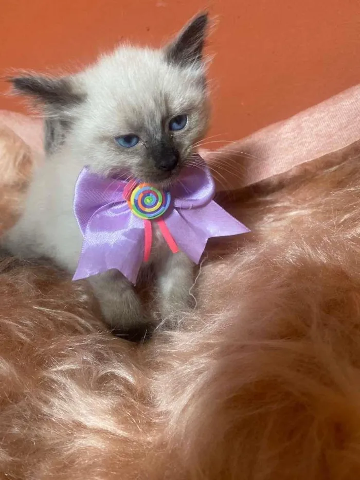 Gato ra a Siamês idade 2 a 6 meses nome Luiza
