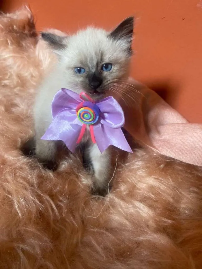 Gato ra a Siamês idade 2 a 6 meses nome Luiza