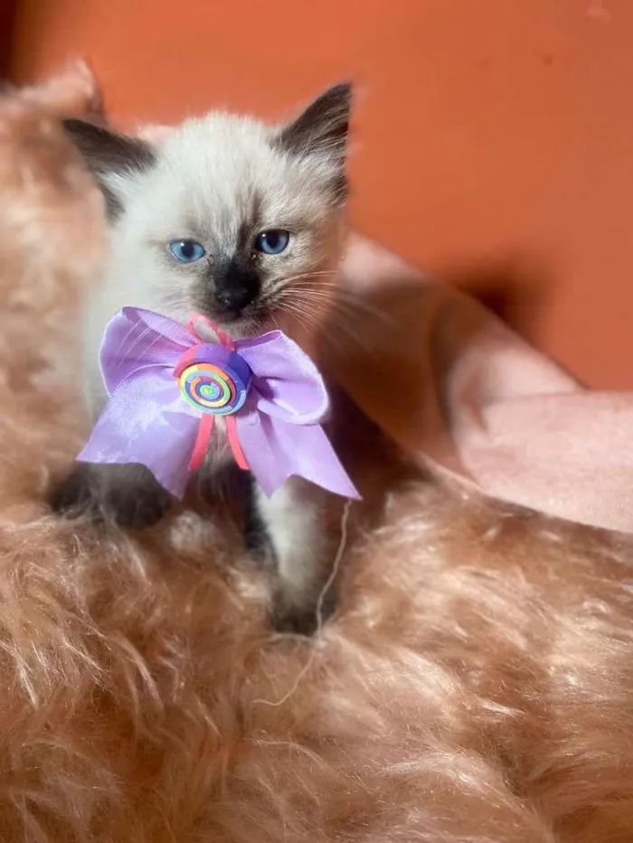 Gato ra a Siamês idade 2 a 6 meses nome Luiza
