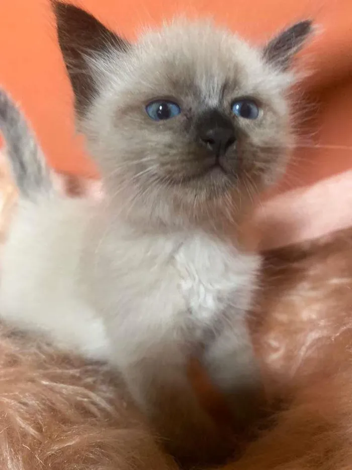 Gato ra a Siamês idade 2 a 6 meses nome Luiza