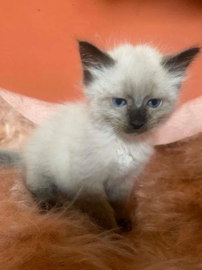 Gato ra a Siamês idade 2 a 6 meses nome Luiza
