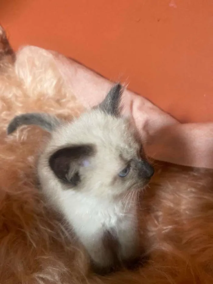 Gato ra a Siamês idade 2 a 6 meses nome Luiza